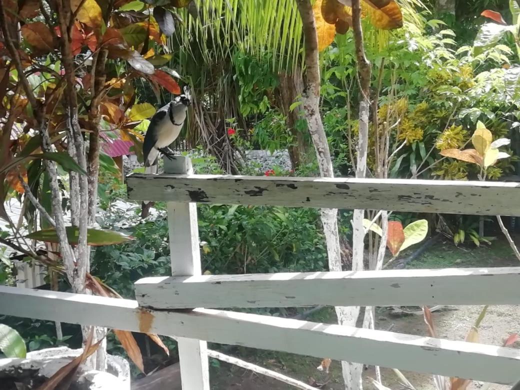 Bed and Breakfast Donde Familia Manito Paquera Exterior foto